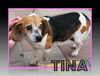 Tina: transferred
