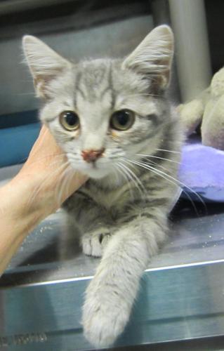 Short: adopted