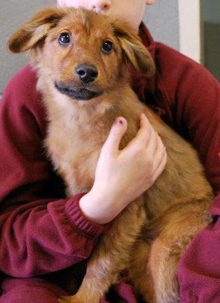 Allie: adopted