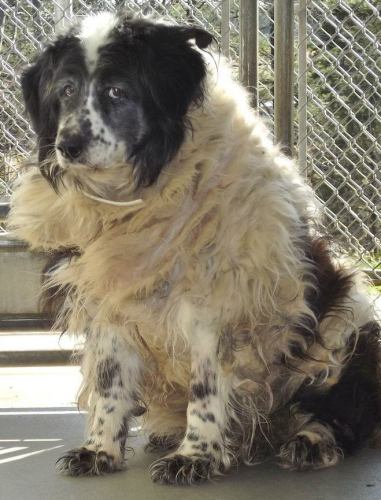 Lulu: adopted