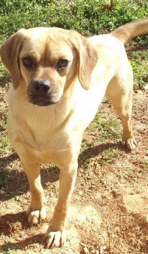 Carly, at the Appomattox County Pound