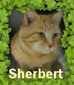 Sherbert: transferred