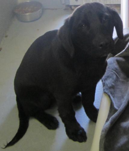 Shadow: adopted