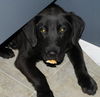Shadow: adopted