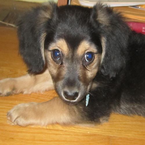Cosmo:adopted