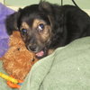 Cosmo:adopted