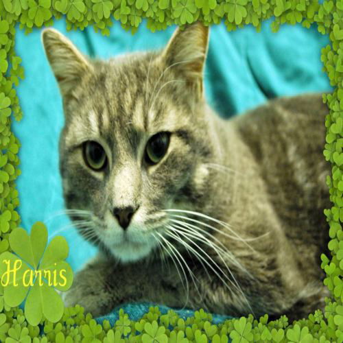 Harris: adopted