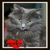Smokey: transferred