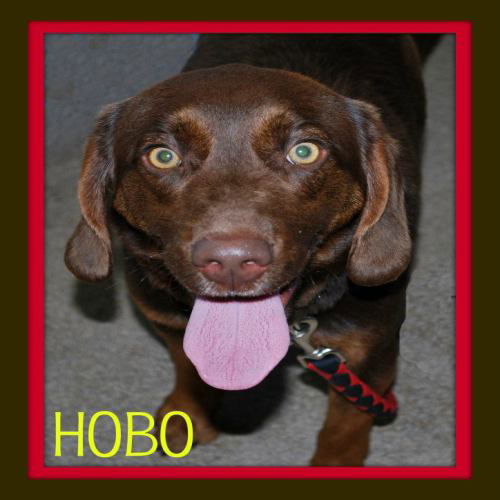 Hobo: transferred