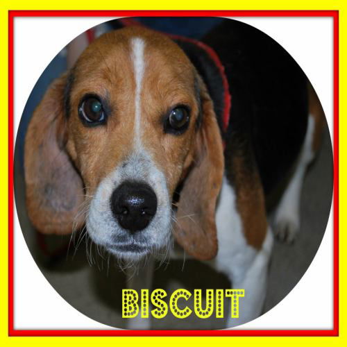 Biscuit: adopted