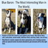 Blue Baron: adopted