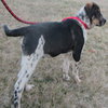 Dozer: adopted