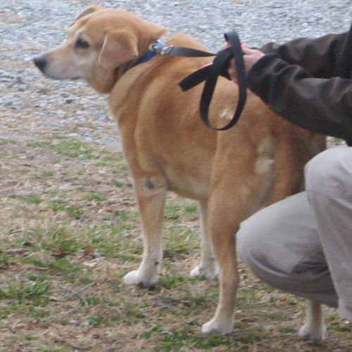 Angel: adopted