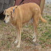Angel: adopted