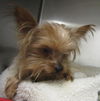 Peanut Butter: adopted