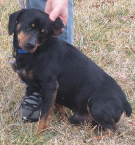 Nubs: sweet little beagle mix