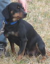 Nubs: sweet little beagle mix