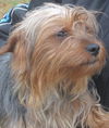 Shupe: adopted