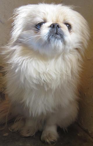 Prinnie: adopted