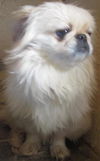 Prinnie: adopted