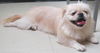 Prinnie: adopted