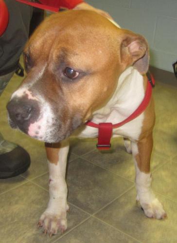 LuLuBelle: reclaimed by Lynchburg Humane