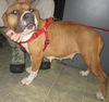 LuLuBelle: reclaimed by Lynchburg Humane