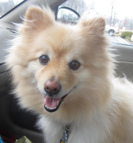 Joey: adopted!