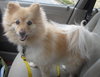 Joey: adopted!