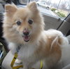 Joey: adopted!