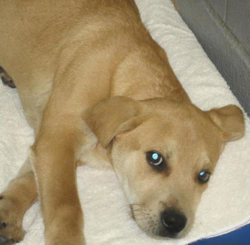 Simba: adopted