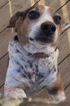 Freckles: transferred to AWA