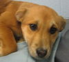 Cassie: Adopted