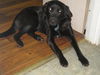 Scarlett: Adopted