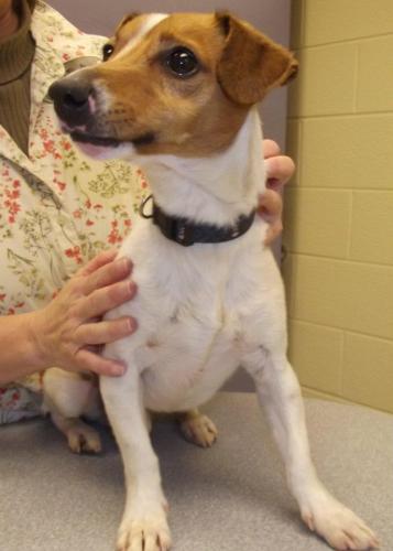 Wishbone:Adopted