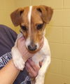 Wishbone:Adopted