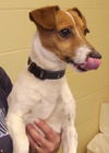Wishbone:Adopted