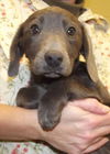 Gracie: Adopted