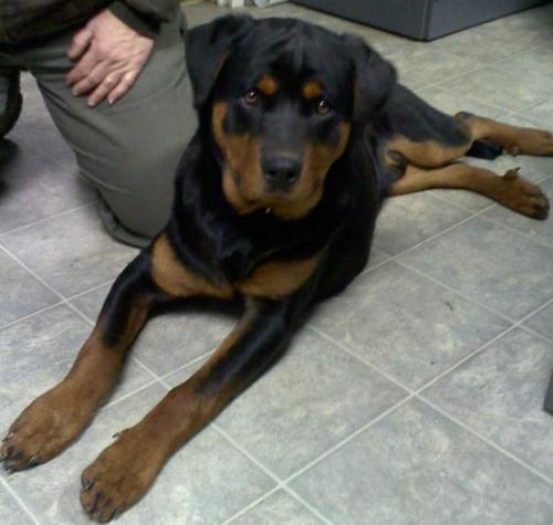 Diesel: Adopted