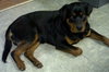 Diesel: Adopted