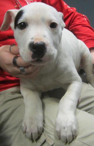 Tyson: Adopted