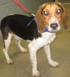 Little Max: Adopted