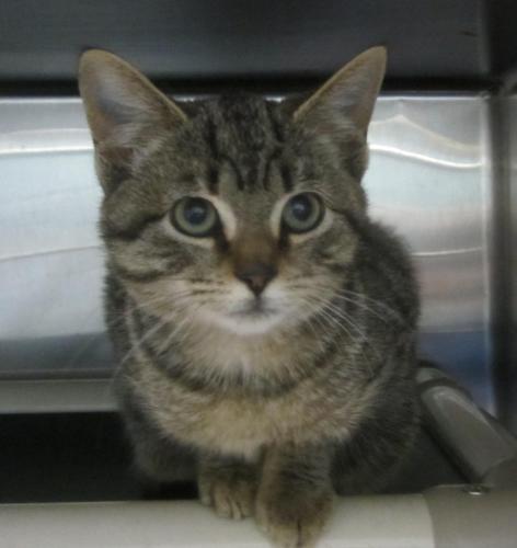 Tubby Tabby: Adopted