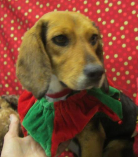 JJ: submissive little beagle girl: STRAY