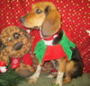 JJ: submissive little beagle girl: STRAY