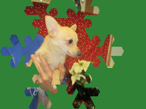 Chance: Adopted