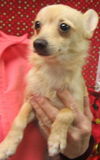 Chance: Adopted