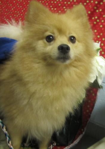 Pixie Pom: ADOPTED