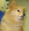 Pixie Pom: ADOPTED