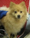 Pixie Pom: ADOPTED